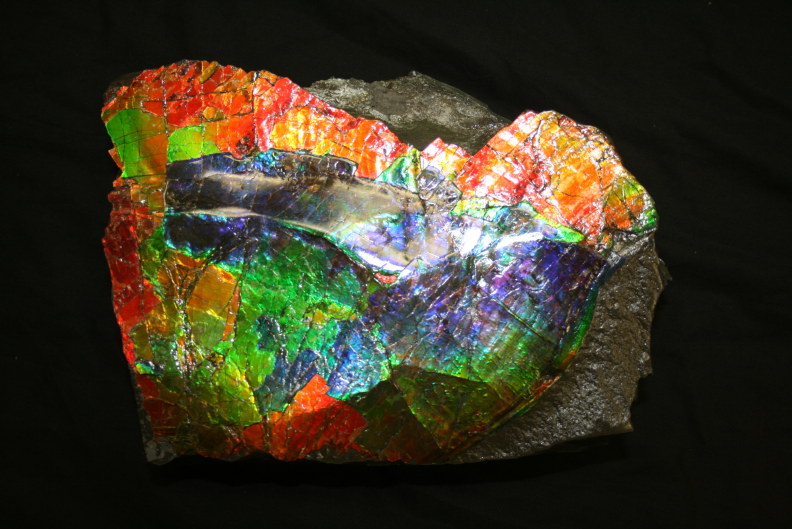 Canadian Ammolite